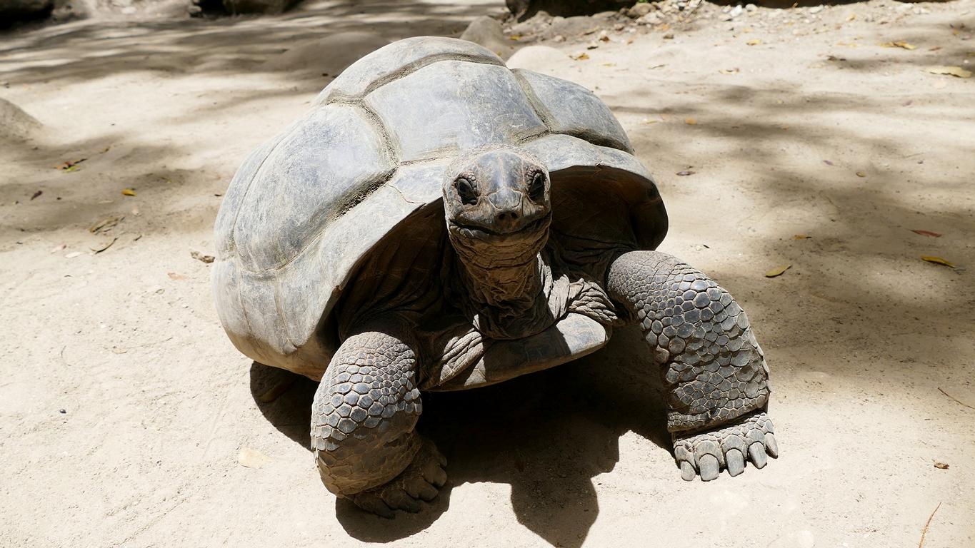 eiine Riesenschildkröte, die sich auf den Seychellen wohlfühlt